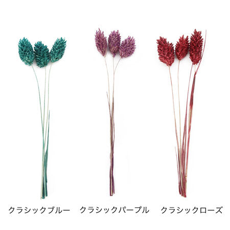 ポアプランツ HBR-289 クラシックパープル