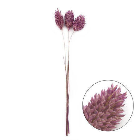 Pore Plants HBR-289 Classic Purple