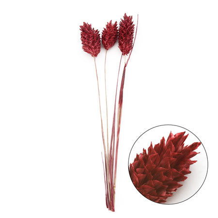 Pooplants HBR-290 clasicose