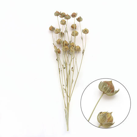 Linflower HBR-303 NG