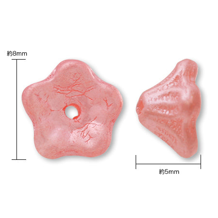 Czech Bellflower Snow White