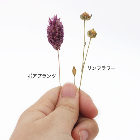 ポアプランツ HBR-290 クラシックローズ