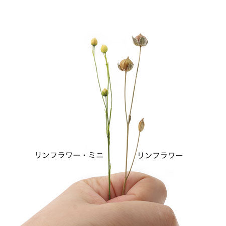 リンフラワー HBR-303 NG