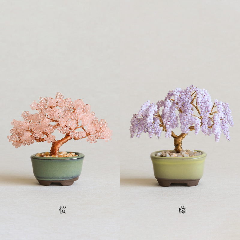 ネジッテBONSAIキット(HCA30-1〜6)